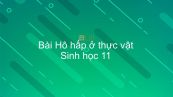 Sinh học 11 Bài 12: Hô hấp ở thực vật