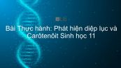 Sinh học 11 Bài 13: Thực hành: Phát hiện diệp lục và Carôtenôit