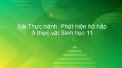 Sinh học 11 Bài 14: Thực hành: Phát hiện hô hấp ở thực vật
