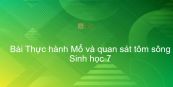 Sinh học 7 Bài 23: Thực hành Mổ và quan sát tôm sông
