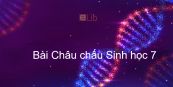 Sinh học 7 Bài 26: Châu chấu