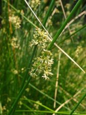 Cây bấc đèn - Điều trị mất ngủ, ho, bí tiểu, phù nề cực hay