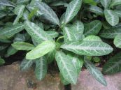 Cây cam xũng - Điều trị phù nề, thũng trướng, đau vú, ho, dị ứng, nồn mửa