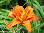 Cây hoa hiên - Điều trị lợi tiểu, thủy thũng, thân thể bị vàng