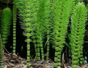 Cây mộc tặc - Chữa trị mắt đau mắt, trĩ, huyết lỵ, băng trung