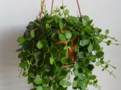 Cây tai chuột - Chữa trị thông tiểu tiện, viêm ống tiểu tiện, bạch đới