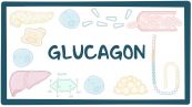 Glucagon máu: ý nghĩa lâm sàng chỉ số xét nghiệm