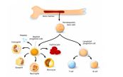 Hiến tế bào gốc máu và tủy xương