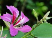 Móng bò Hậu Giang - Chữa đau bụng