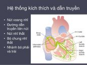 Sơ đồ dẫn và cấp máu của hệ thống dẫn truyền điện tim