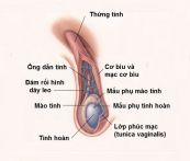 Xạ hình tinh hoàn: ý nghĩa lâm sàng kết quả kiểm tra