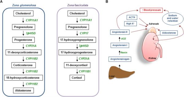 Aldosterone máu: ý nghĩa lâm sàng chỉ số xét nghiệm