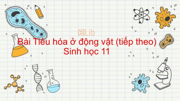 Sinh học 11 Bài 16: Tiêu hóa ở động vật (tiếp theo)