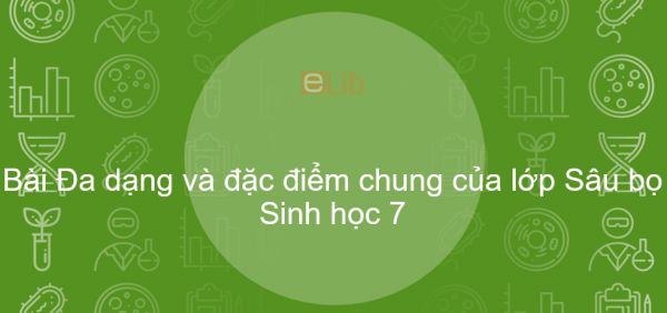 Sinh học 7 Bài 27: Đa dạng và đặc điểm chung của lớp Sâu bọ