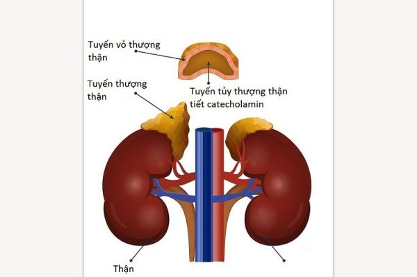 Catecholamine nước tiểu: ý nghĩa lâm sàng chỉ số xét nghiệm