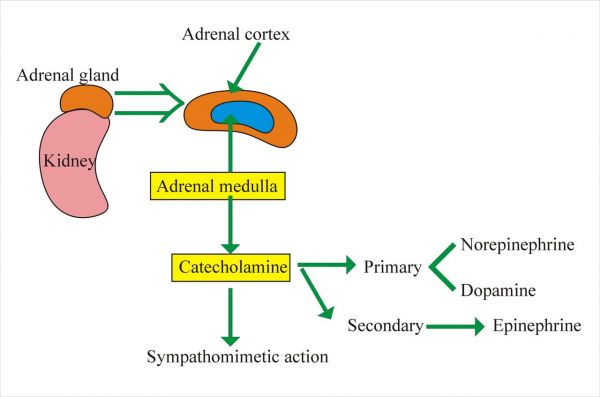 Catecholamine trong máu: ý nghĩa lâm sàng kết quả xét nghiệm