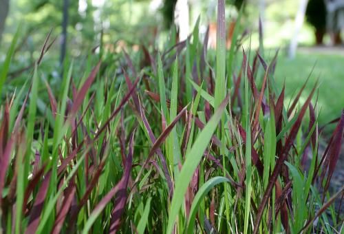Cây cỏ tranh - Điều trị phục nhiệt, tiêu ứ huyết, lợi tiểu
