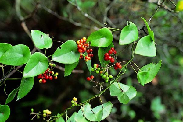 Cây lõi tiền -  Điều trị tiểu tiện khó khăn, phù nề, ho