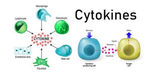 Cytokin: ý nghĩa lâm sàng chỉ số xét nghiệm