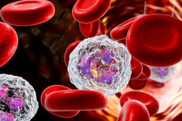 Dòng bạch cầu tế bào máu: số lượng và ý nghĩa lâm sàng