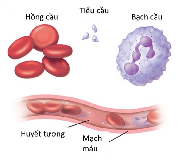 Dòng tiểu cầu tế bào máu: số lượng và ý nghĩa lâm sàng