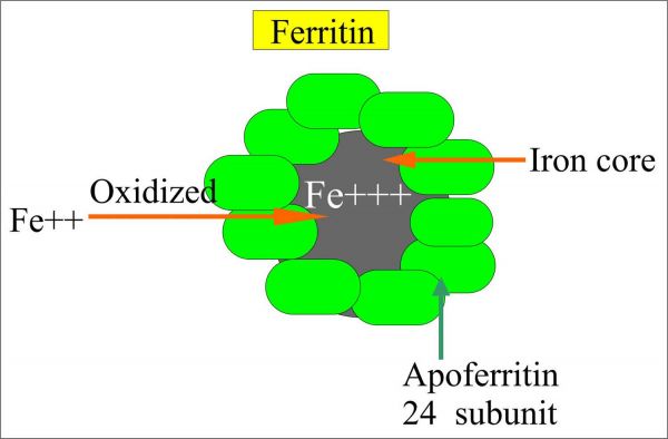 Ferritin: ý nghĩa lâm sàng chỉ số xét nghiệm