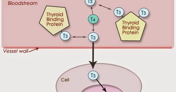 Globulin mang thyroxin (TBG): ý nghĩa lâm sàng chỉ số xét nghiệm