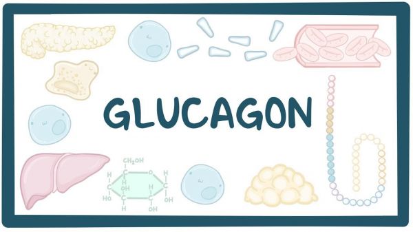 Glucagon máu: ý nghĩa lâm sàng chỉ số xét nghiệm