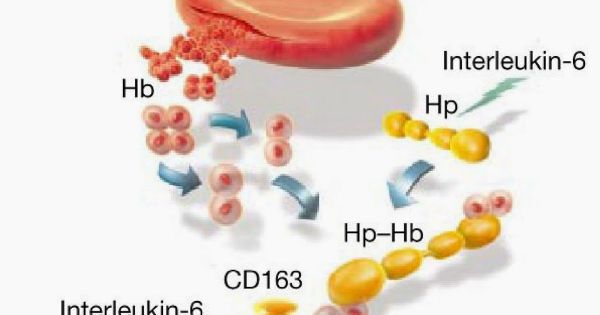 Haptoglobin: ý nghĩa lâm sàng chỉ số xét nghiệm