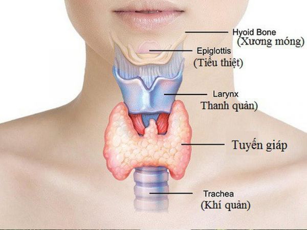 Siêu âm tuyến giáp và cận giáp: ý nghĩa lâm sàng giá trị kết quả