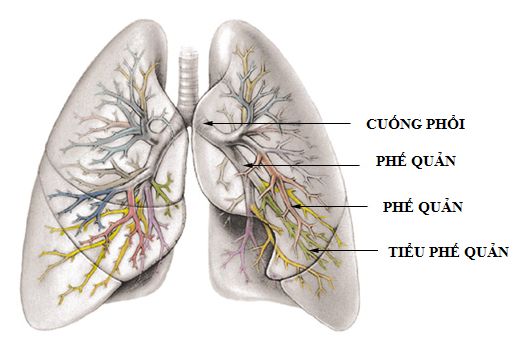 Viêm tiểu phế quản cấp tính do Mycoplasma pneumoniae