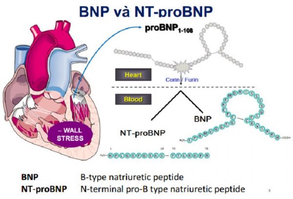 Xét nghiệm BNP và NT proBNP trong tim mạch
