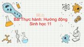 Sinh học 11 Bài 25: Thực hành: Hướng động