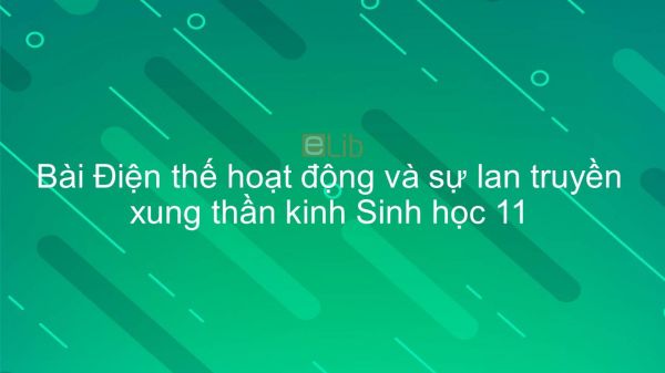 Sinh học 11 Bài 29: Điện thế hoạt động và sự lan truyền xung thần kinh