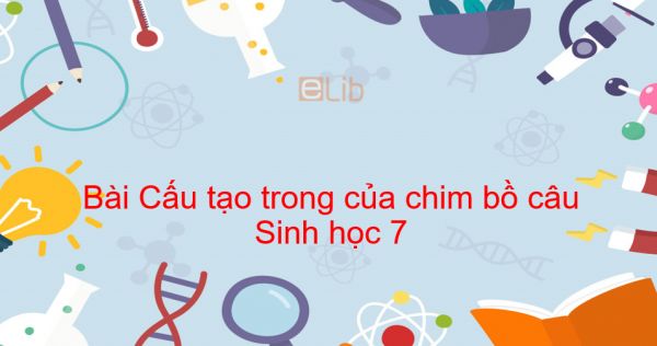 Sinh học 7 Bài 43: Cấu tạo trong của chim bồ câu