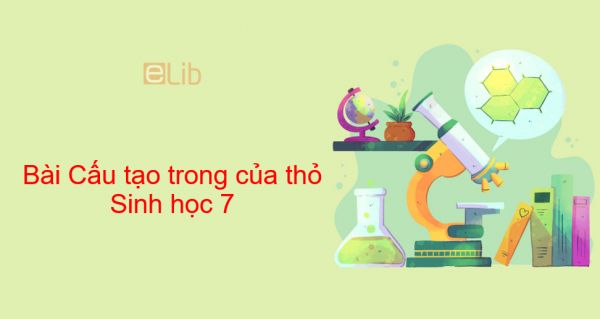 Sinh học 7 Bài 47: Cấu tạo trong của thỏ