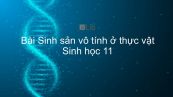 Sinh học 11 Bài 41: Sinh sản vô tính ở thực vật