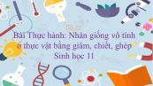 Sinh học 11 Bài 43: Thực hành: Nhân giống vô tính ở thực vật bằng giâm, chiết, ghép
