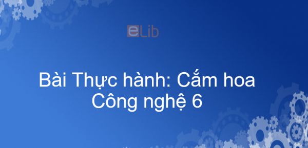 Công nghệ 6 Bài 14: Thực hành: Cắm hoa