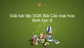 Giải bài tập SGK Sinh học 6 Bài 29: Các loại hoa