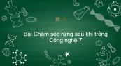 Công nghệ 7 Bài 27: Chăm sóc rừng sau khi trồng
