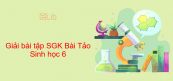 Giải bài tập SGK Sinh học 6 Bài 37: Tảo