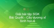 Giải bài tập SGK Sinh học 6 Bài 39: Quyết - Cây dương xỉ