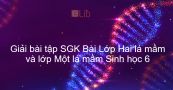Giải bài tập SGK Sinh học 6 Bài 42: Lớp Hai lá mầm và lớp Một lá mầm