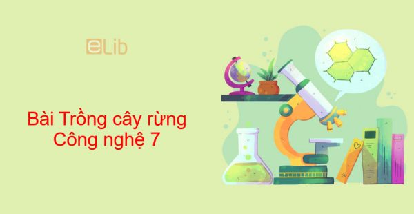 Công nghệ 7 Bài 26: Trồng cây rừng