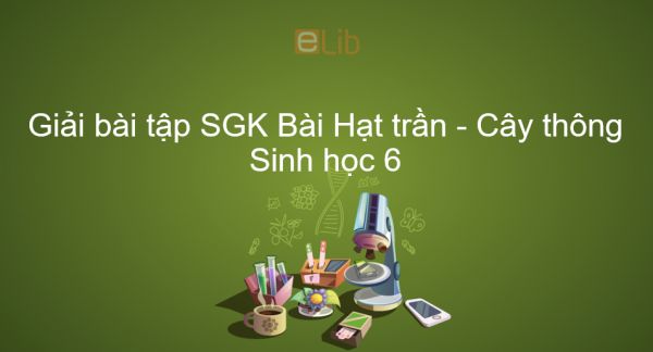 Giải bài tập SGK Sinh học 6 Bài 40: Hạt trần - Cây thông