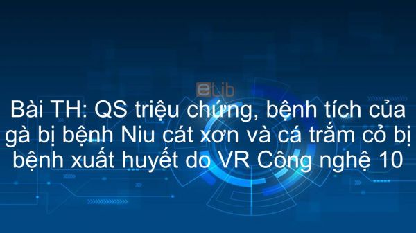 Công nghệ 10 Bài 36: TH: Quan sát triệu chứng, bệnh tích của gà bị bệnh Niu cát xơn và cá trắm cỏ bị bệnh xuất huyết do virut