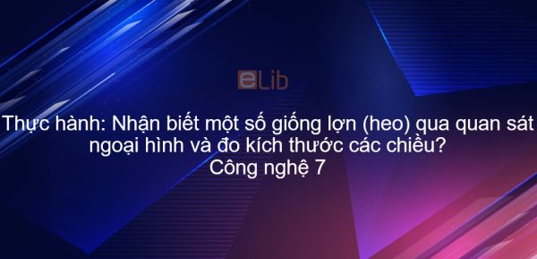 Công nghệ 7 Bài 36: Thực hành: Nhận biết một số giống lợn (heo) qua quan sát ngoại hình và đo kích thước các chiều?