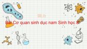 Sinh học 8 Bài 60: Cơ quan sinh dục nam