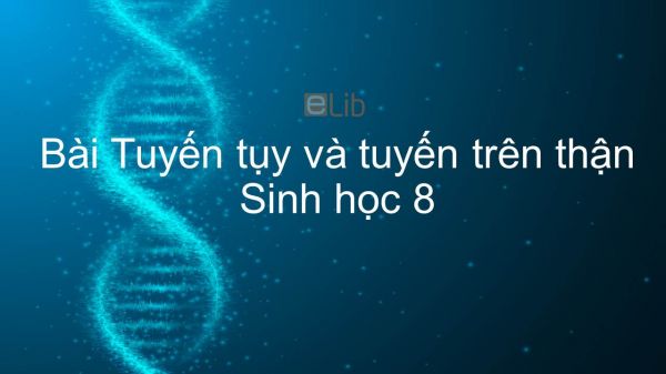 Sinh học 8 Bài 57: Tuyến tụy và tuyến trên thận